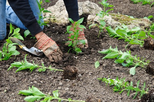 Landscape gardeners designing a stylish front garden in Archway